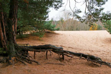 Dudenhofener Sanddünen